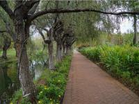 图集 | 海洪湿地公园打卡红杉林