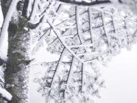 图集 | 轿子雪山冬意浓，寻雾看挂正当时 