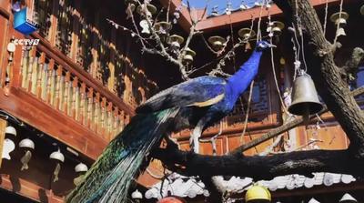 今晚20点首播！跟着CCTV-9，开启一场丽江“寻爱之旅”