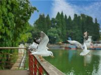 图集 | 海洪湿地公园打卡红杉林
