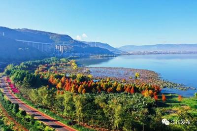 玉溪江川：10万株中山杉扮靓星云湖畔