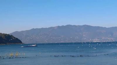 海鸥飞来抚仙湖......