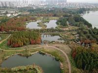 图集 | 海洪湿地公园打卡红杉林