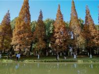 图集 | 采莲河 城市里的美景