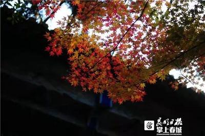 穿汉服免费入园！11月27日，来金殿看“秋叶静美”