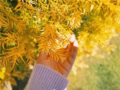 你在北方的寒夜里大雪纷飞，我在红河的艳阳里五彩缤纷