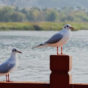 海鸥飞来抚仙湖......