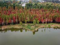 图集 | 海洪湿地公园打卡红杉林