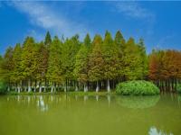 图集 | 海洪湿地公园打卡红杉林