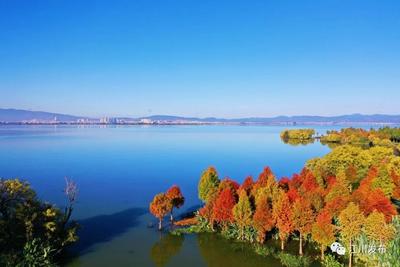 玉溪江川：10万株中山杉扮靓星云湖畔