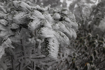 终于等到你！轿子山迎来今冬初雪