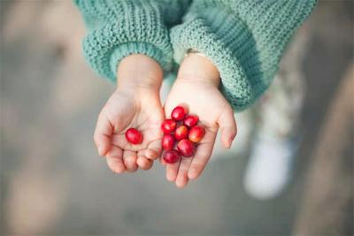 普洱咖啡旅行记