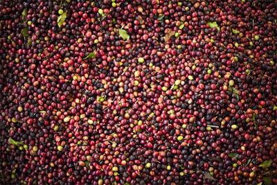 普洱咖啡旅行记