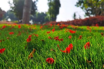 众里寻他千百度：凤凰栖身开远生态公园处