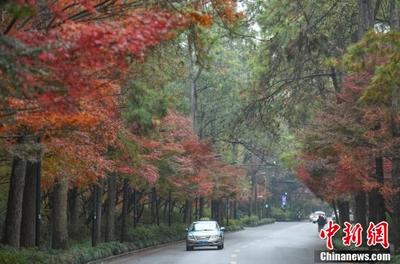 杭州西湖红枫 冬日里的一抹暖色