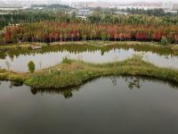 图集 | 海洪湿地公园打卡红杉林