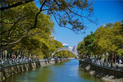 图集 | 大观河畔滇朴黄 赏景正当时