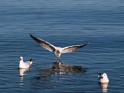 海鸥飞来抚仙湖......