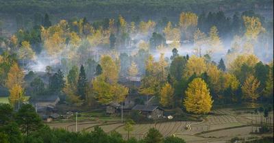 云游｜腾冲银杏村冬日里来一场浪漫约会