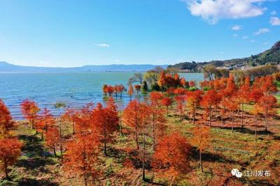 玉溪江川：10万株中山杉扮靓星云湖畔