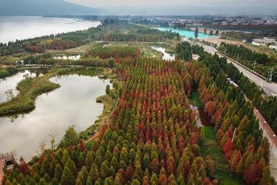 视频 | 海洪湿地公园 邂逅红杉林