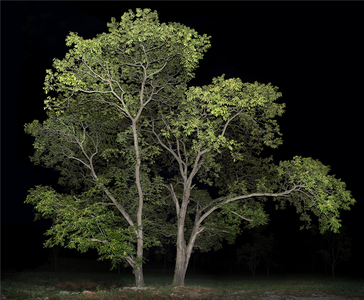 《树之像》李季摄影作品展即将开幕