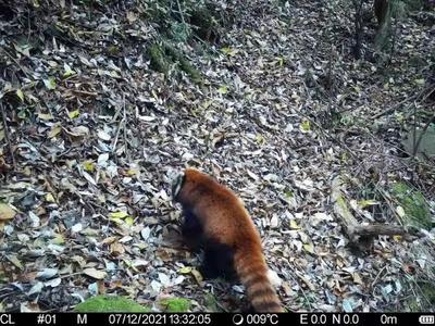 苍山洱源区域首次拍摄到苍山小熊猫