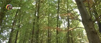 看着养眼！滇池边这些水杉已变黄，下月更美…