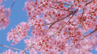 【云游云南】在冬天，听见云南花开的声音！