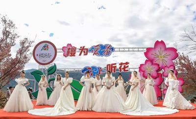 “樱为爱茶 云上听花”   南涧樱花谷主题活动擦亮眼球