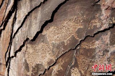 玉树通天河中上游地区首次发现古岩画遗存