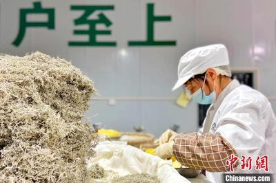 湖北來鳳：土家農民借藤茶一“葉”致富