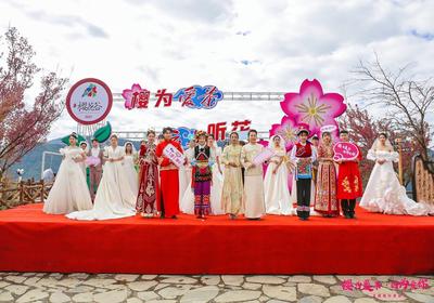 “櫻為愛茶 云上聽花”   南澗櫻花谷主題活動(dòng)擦亮眼球