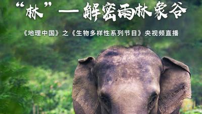 预告！《地理中国》来西双版纳了！12月4日这场直播带你解密雨林象谷
