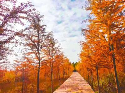 玉溪澄江：错过再等一年的抚仙湖水杉季，你去看了吗？