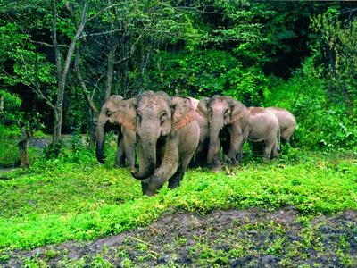 “象”往之地的高“反差萌” 这样的西双版纳必须安利！