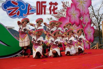 “樱为爱茶 云上听花”   南涧樱花谷主题活动擦亮眼球