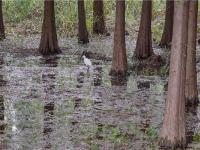 图集 | 捞鱼河湿地公园 漫步林间 亲水观湖