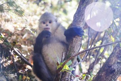 冬游香格里拉｜在维西塔城邂逅国宝滇金丝猴  