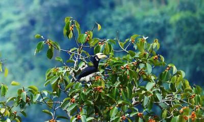 “吃播”来了！保山龙陵首次拍到冠斑犀鸟进食画面→