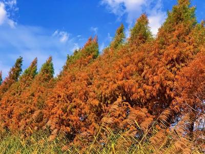 玉溪澄江：错过再等一年的抚仙湖水杉季，你去看了吗？