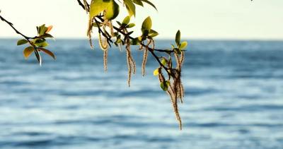玉溪澄江：冬韵 • 湖畔晨柳