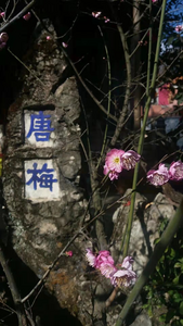 冬日的云南花不断