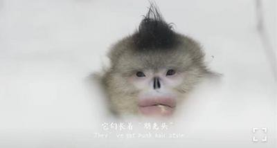 记录迪庆自然之美 《众生秘境》斩获评委会大奖  