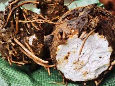 非遗传承人李海美：大山里的食材搬运工 做原始正宗的基诺味