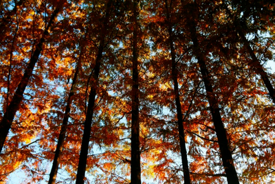 玉溪澄江：错过再等一年的抚仙湖水杉季，你去看了吗？