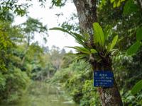 圖集 | 西雙版納熱帶植物園