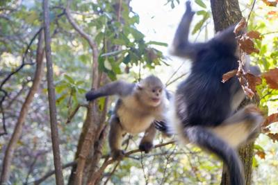 冬游香格里拉｜在维西塔城邂逅国宝滇金丝猴  