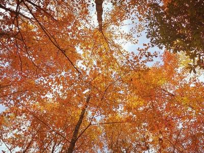 广西德保开启红枫文化旅游观赏月