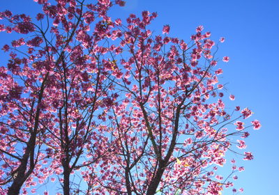 又到樱花浪漫时，来普洱景谷赏樱吧！
